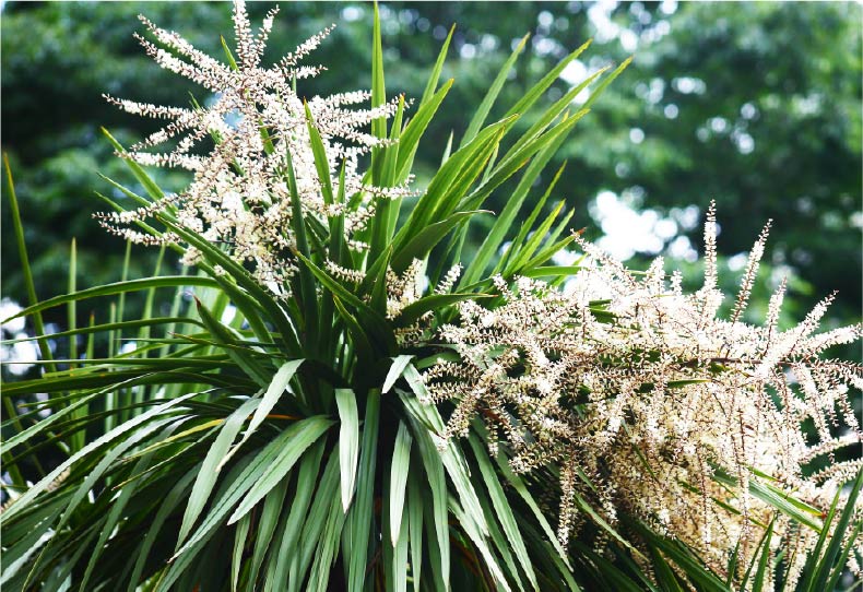 ニオイシュロラン